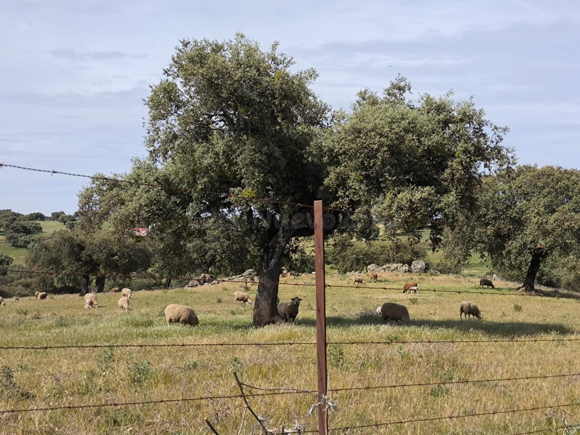 A. Finca Rústica en Fuente Obejuna