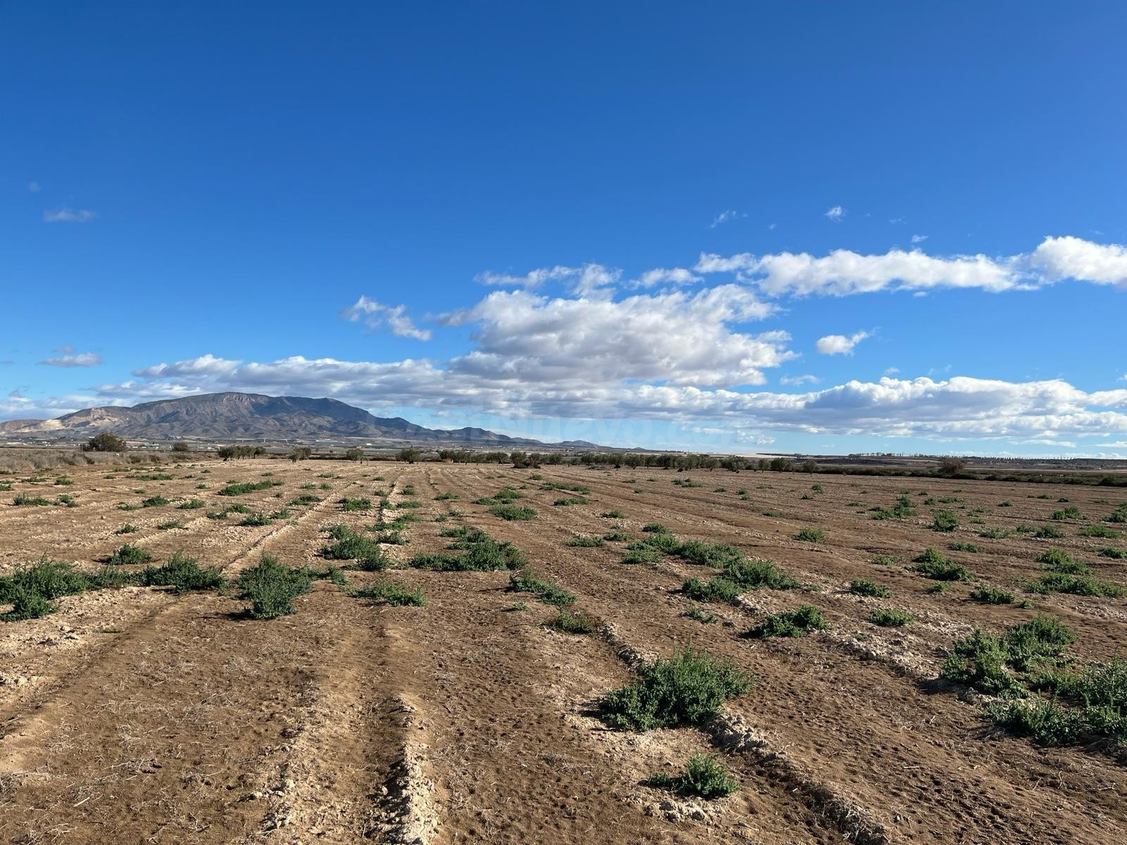 TERRENO RUSTICO PARAJE LA ALCANARA - ALHAMA DE MURCIA