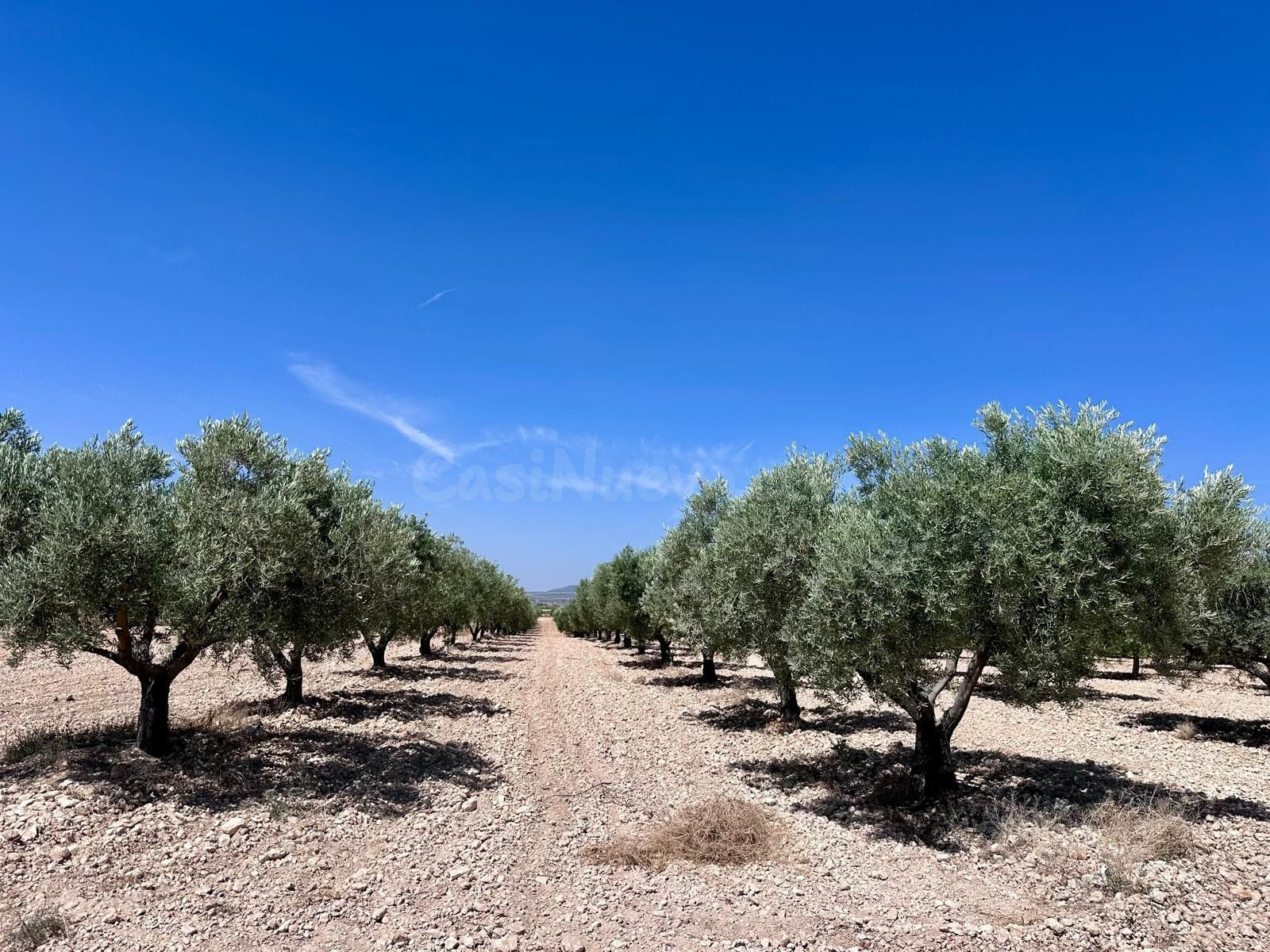Olivar de 48.000 m² en venta cerca de Monóvar, Canyades d'en Cirus
