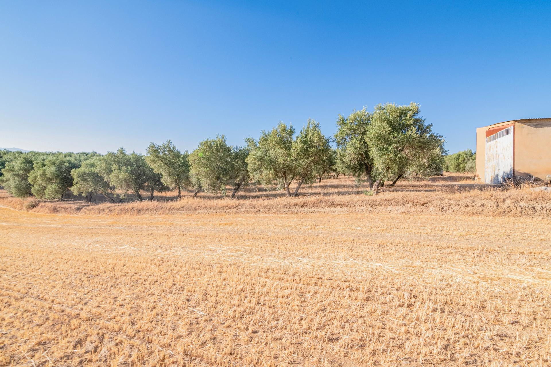 Olivar ecológico en Granada
