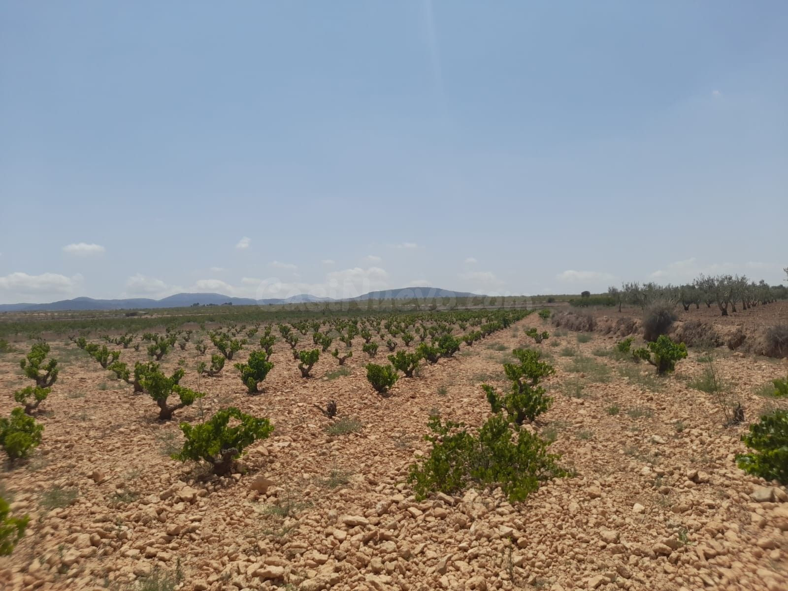 Parcela edificable en Pinoso - Comunidad Valenciana