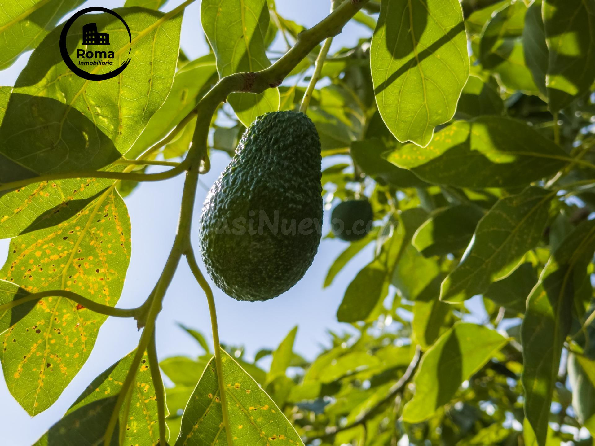 Finca rústica de AGUACATES con CONTRUCCIÓN de 37 m2 en Los Guájares (Faragüit).