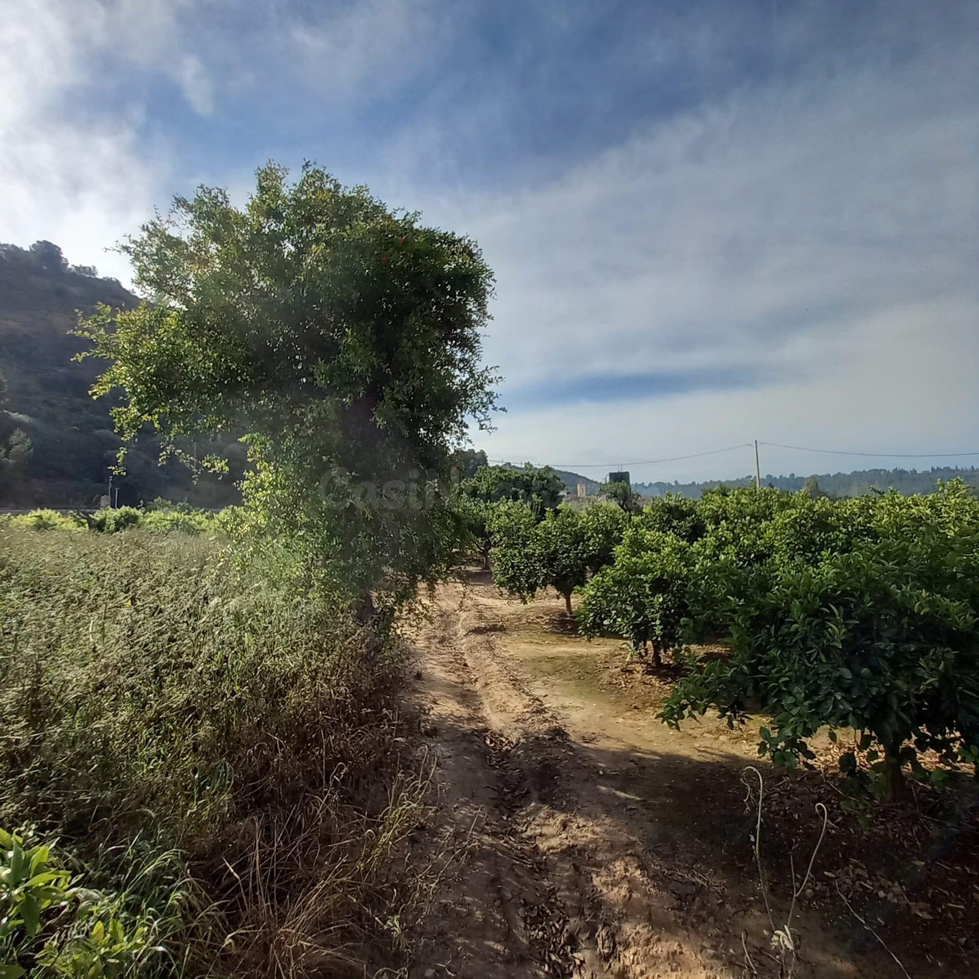Finca rústica de 1.176 m2 con agua de riego a solo dos minut - foto 3