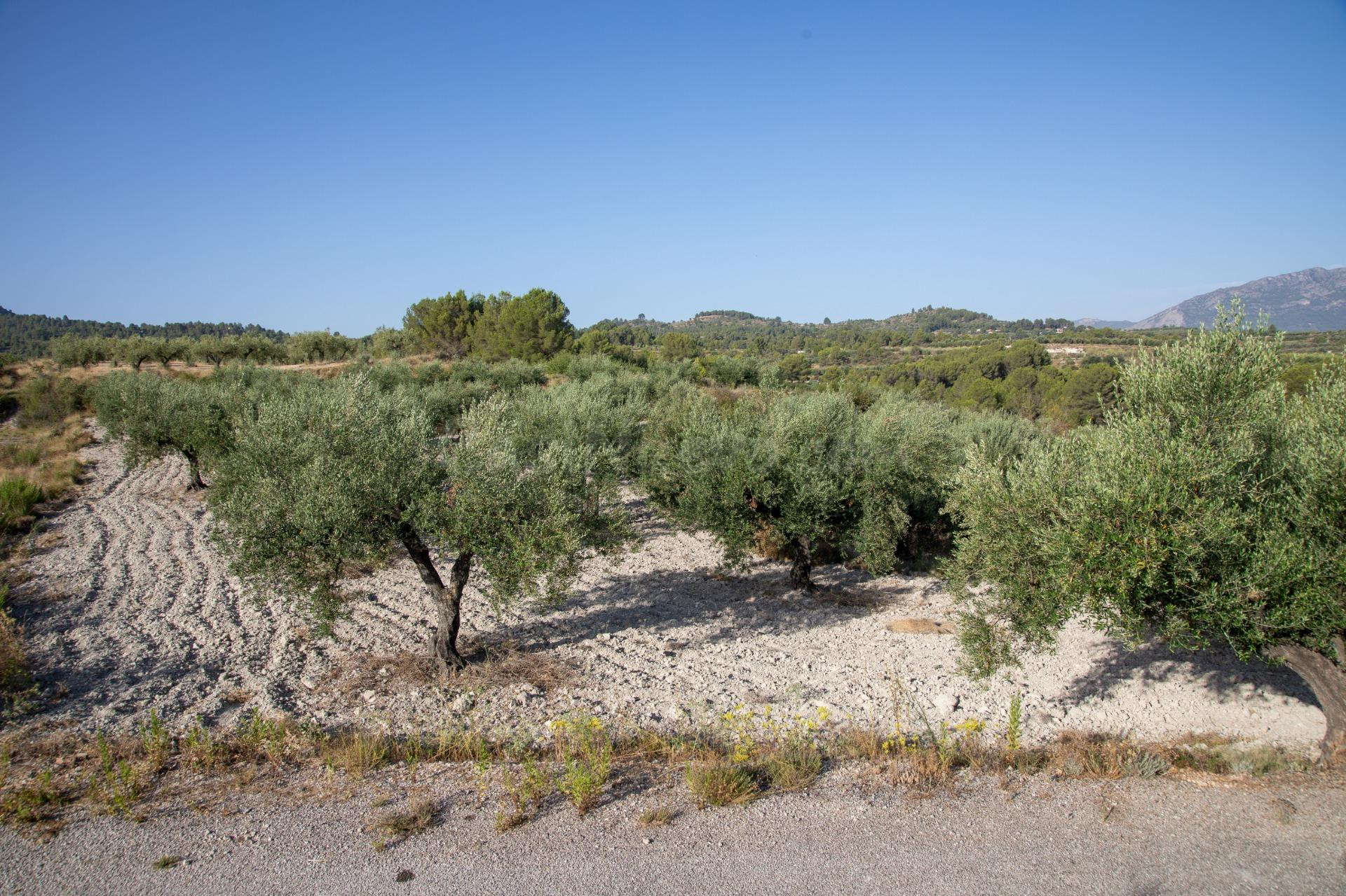 FINCA AGRICOLA EN ALMUDAINA