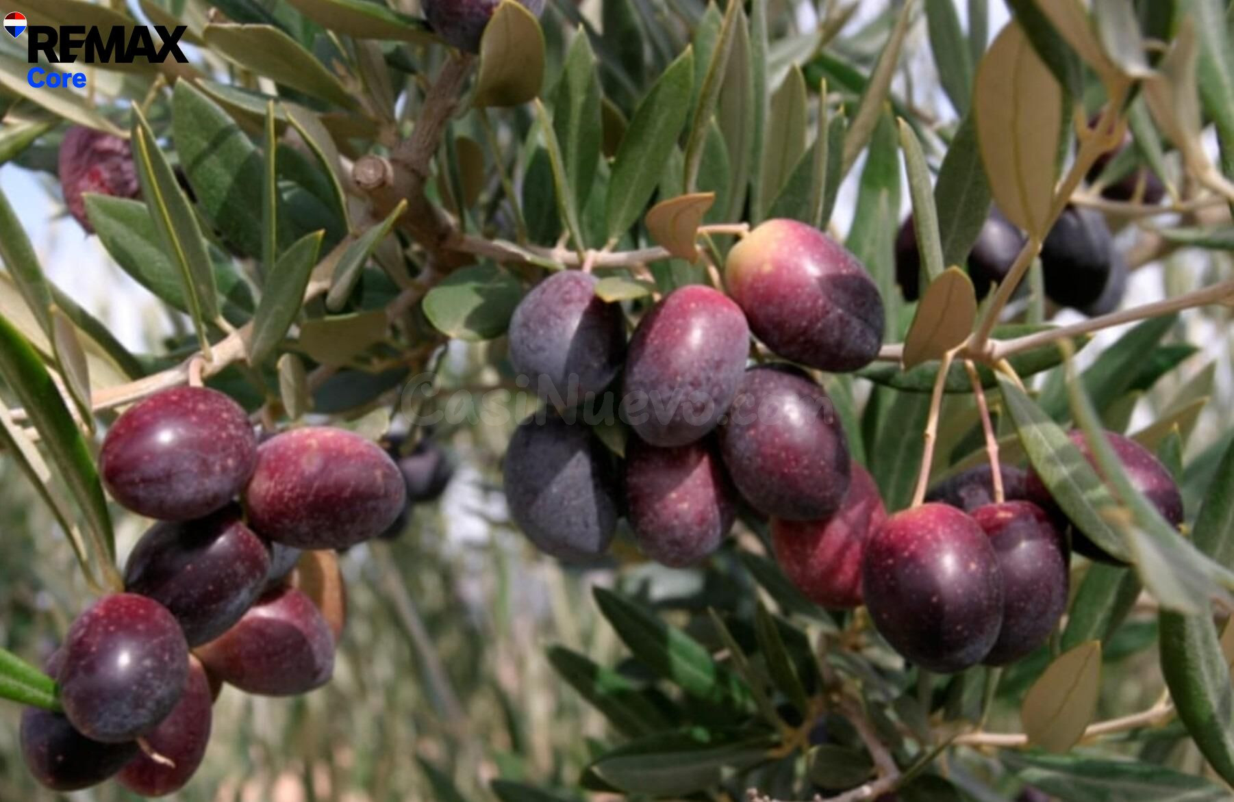 Espectacular Olivar en Regadío e Intensivo de 9 Ha en Plena Producción