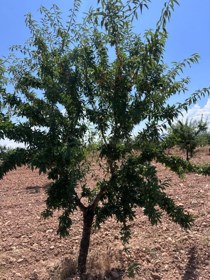 Parcela en venta - Andalucia - foto 4