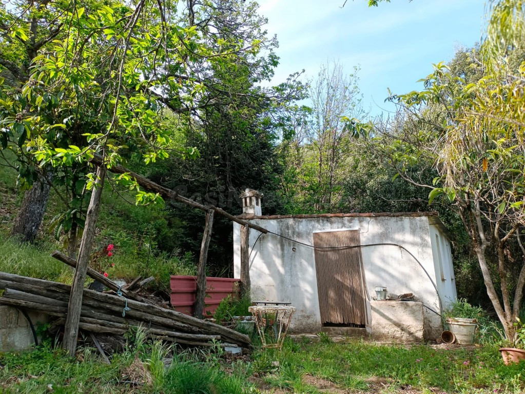 Exclusiva Finca Rústica con Castaños en el Pueblo Azul (Júzcar, Valle del Genal)