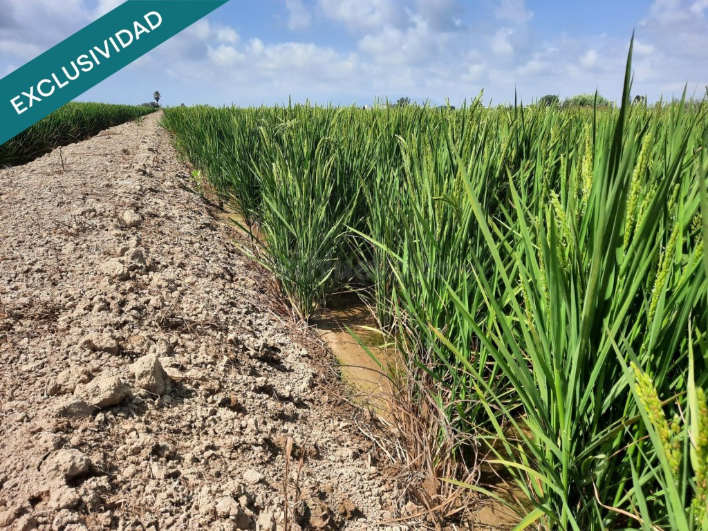 Arrozal 1,06 ha con riego – Sant Jaume