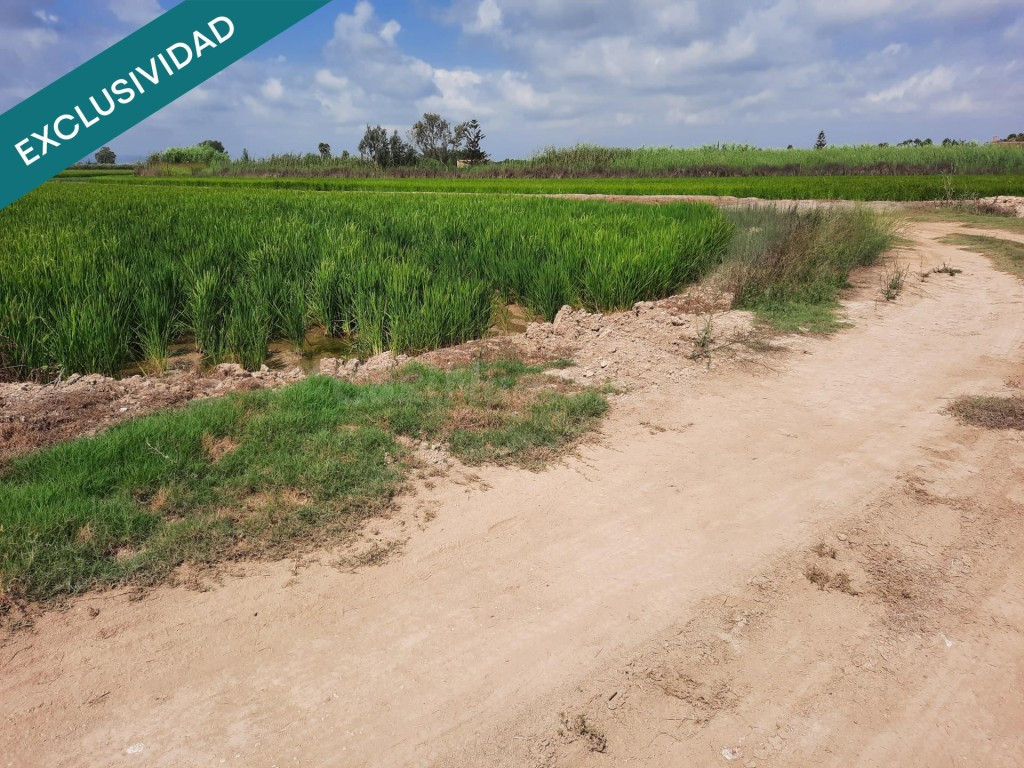 Arrozal 1,06 ha con riego – Sant Jaume - foto 2