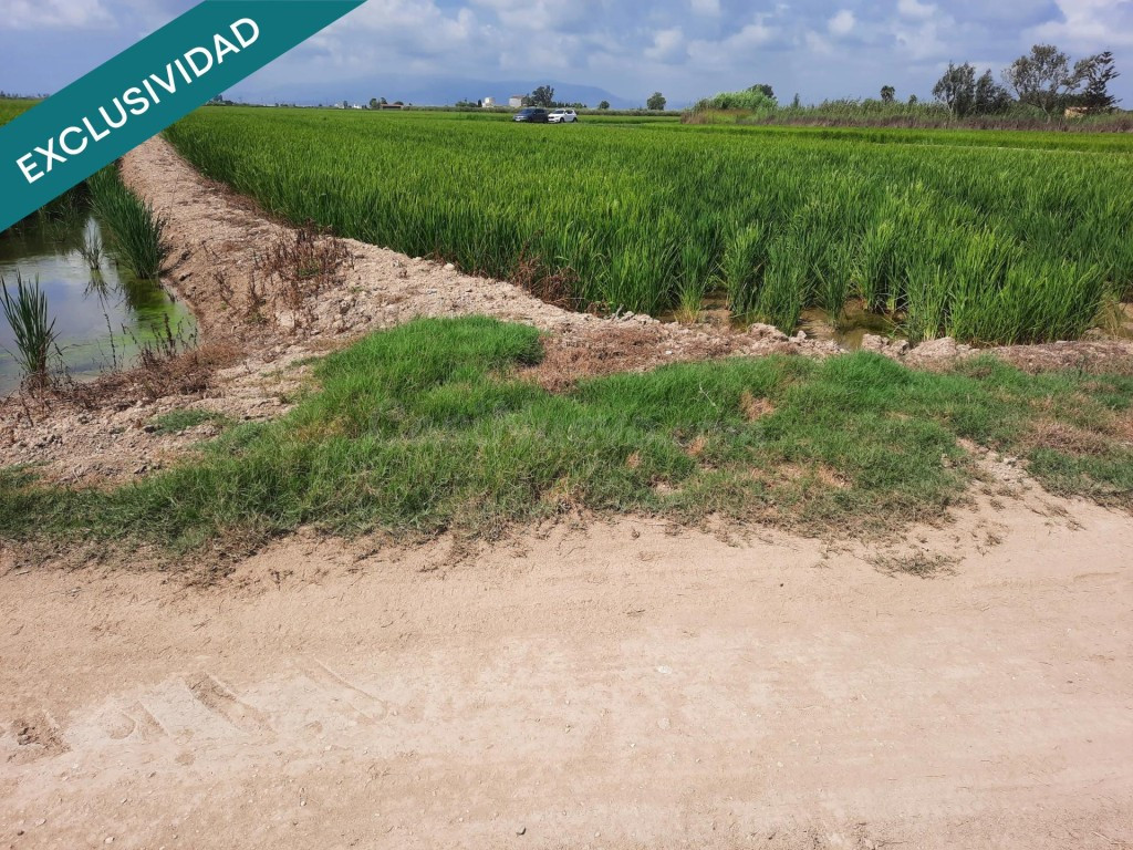 Arrozal 1,06 ha con riego – Sant Jaume - foto 4