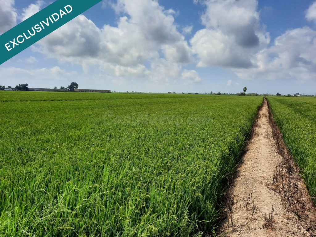 Arrozal 1,06 ha con riego – Sant Jaume - foto 5