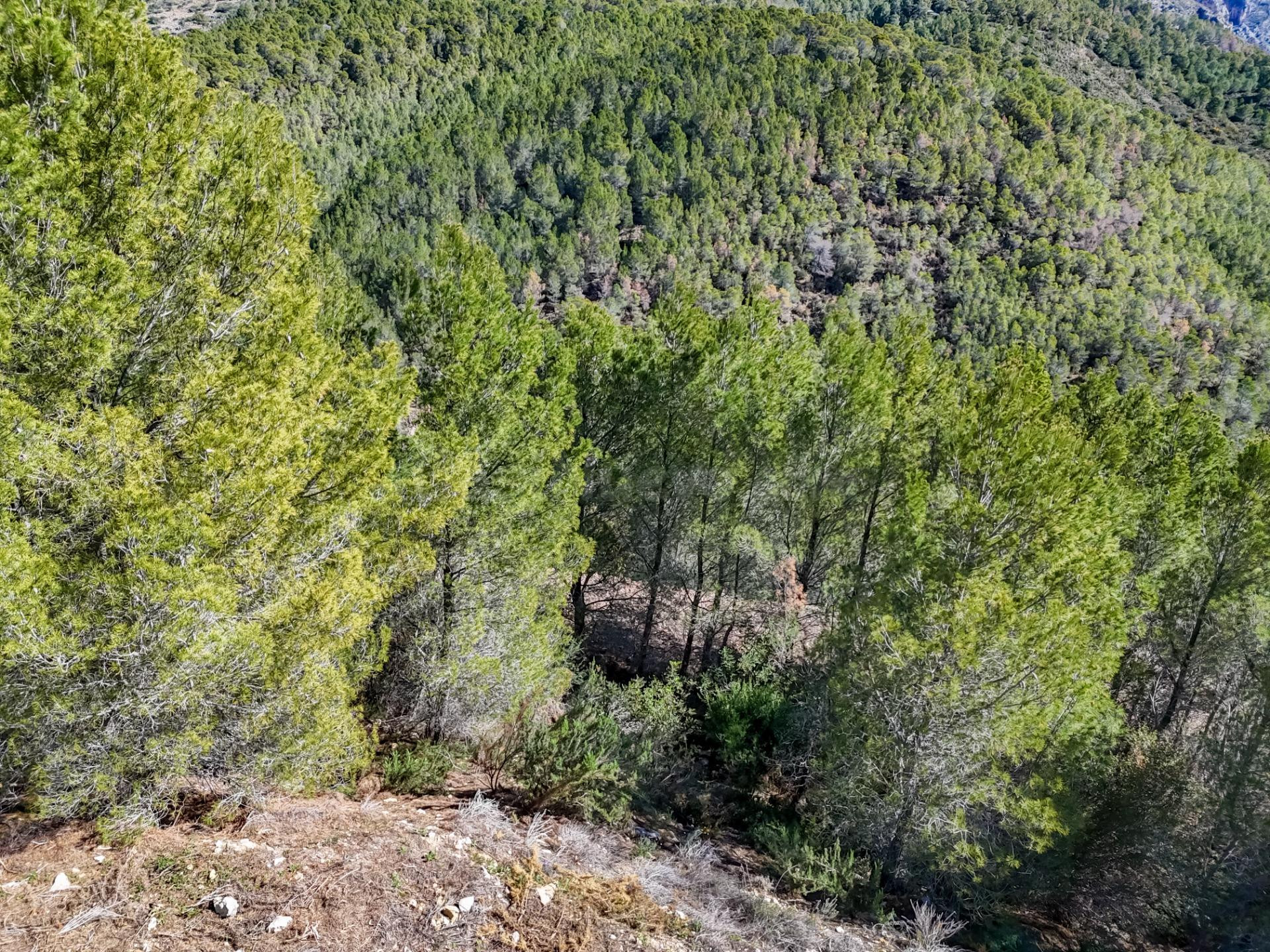 Parcela en venta - Santa clara - foto 4