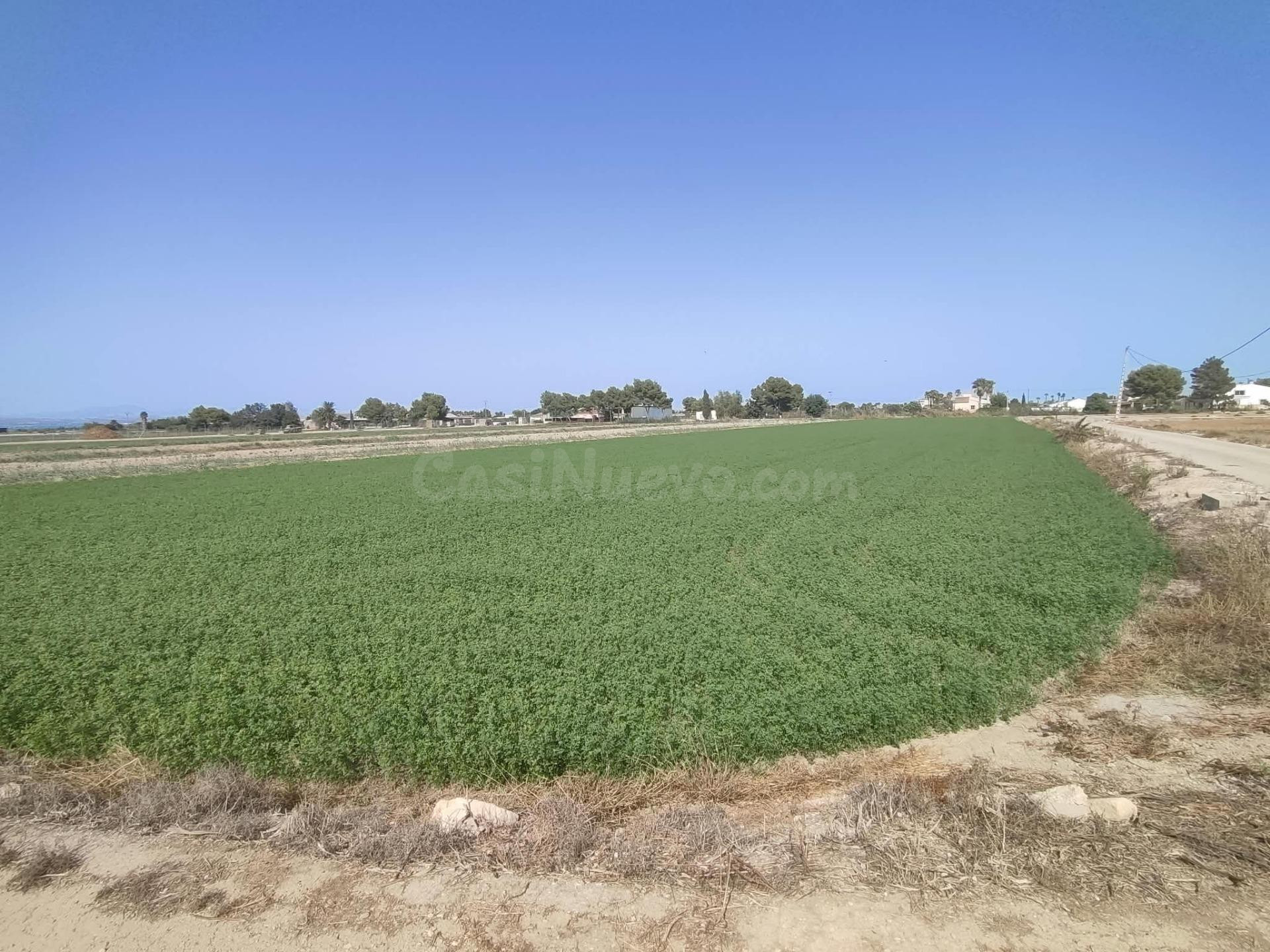 ✨ ¡EXCELENTE PARCELA AGRÍCOLA DE 14 TAHULLAS EN DOLORES (ALICANTE)! ✨