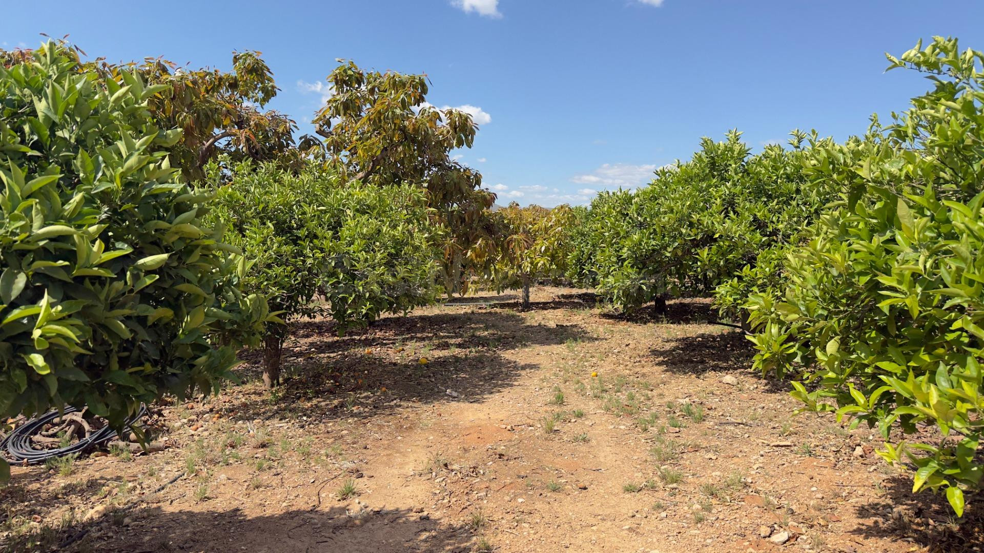 Finca en Alcaucín con casa urbana a reformar, 8.700 m2 productivos y gran potencial de turismo rural.