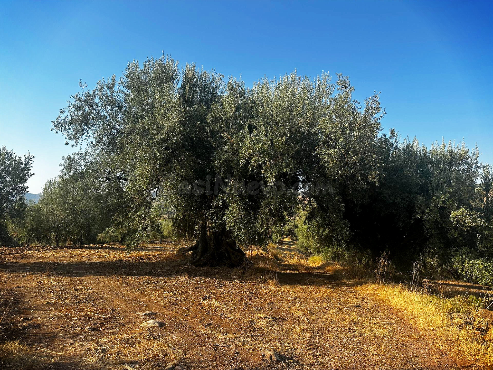 Oportunidad! 4,4 ha de Olivar Centenario en Periana: 400 árboles en alta producción