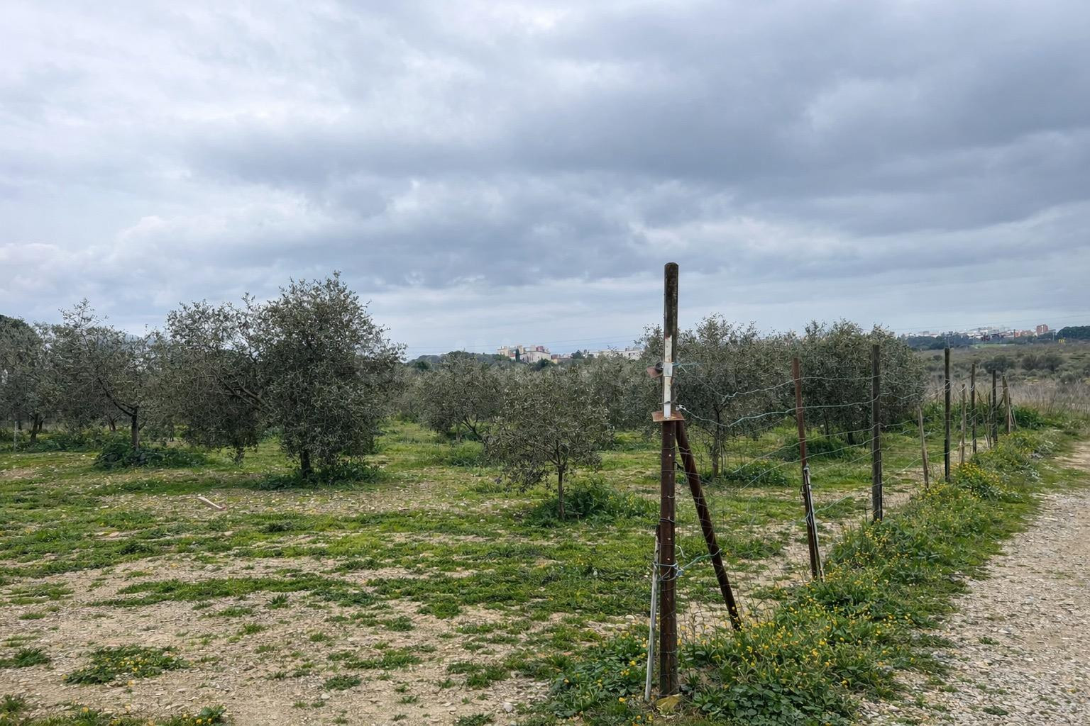 Terreno vallado de 702 m2 con 30 olivos de calidad y múltiples posibilidades