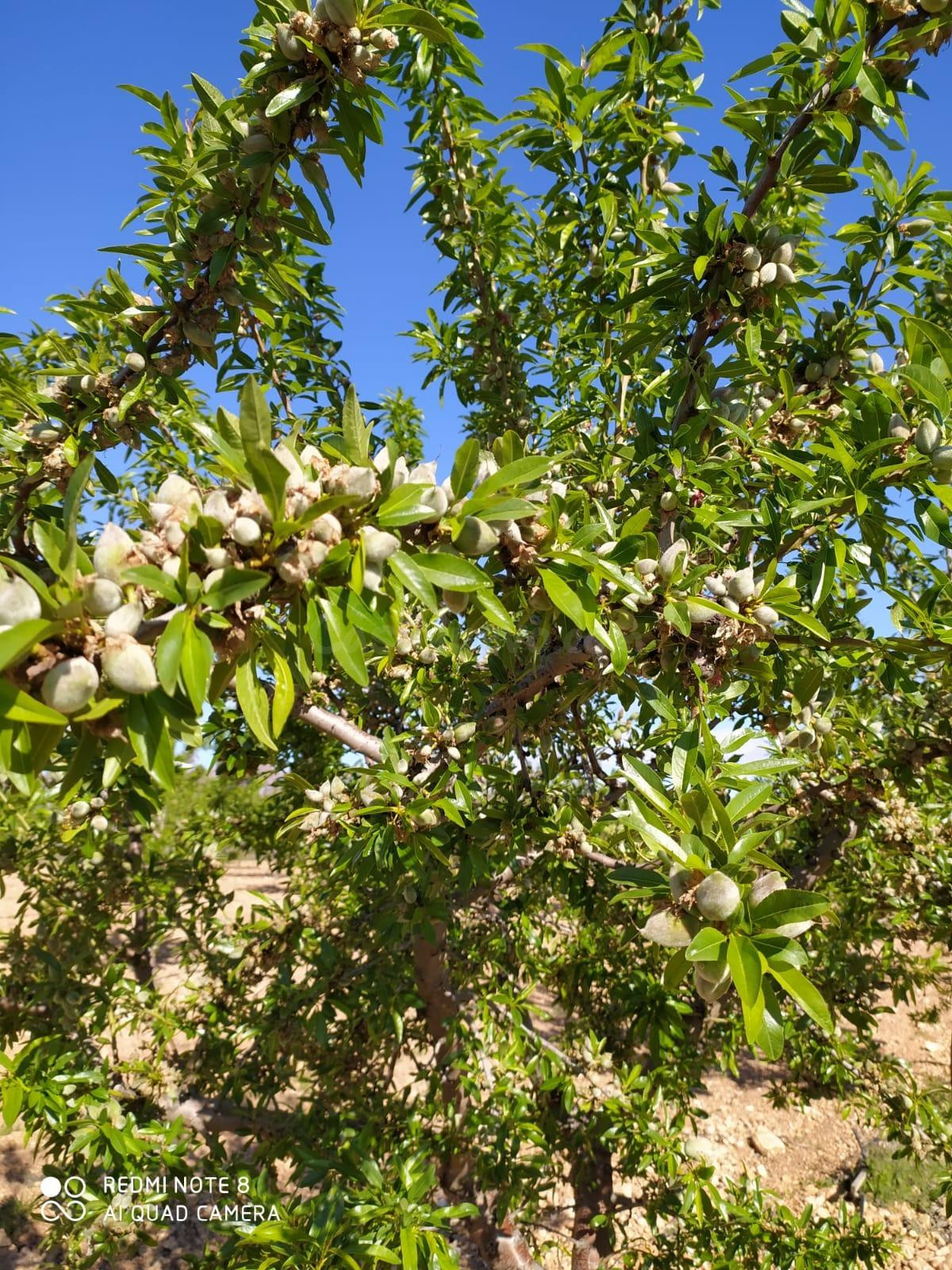 FINCA DE 15,8 HA. DE ALMENDROS Y PAULONIAS CON NAVE  EN YECLA
