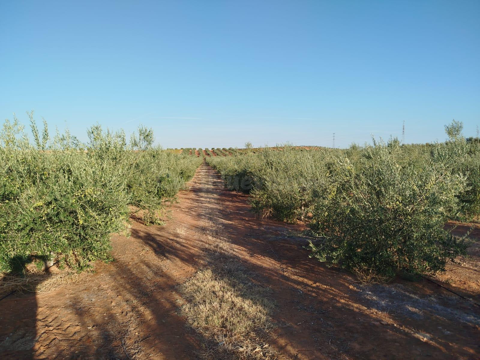 Finca rústica de olivar carrasqueña de regadío con placas solares y nave en Arroyo de San Serván