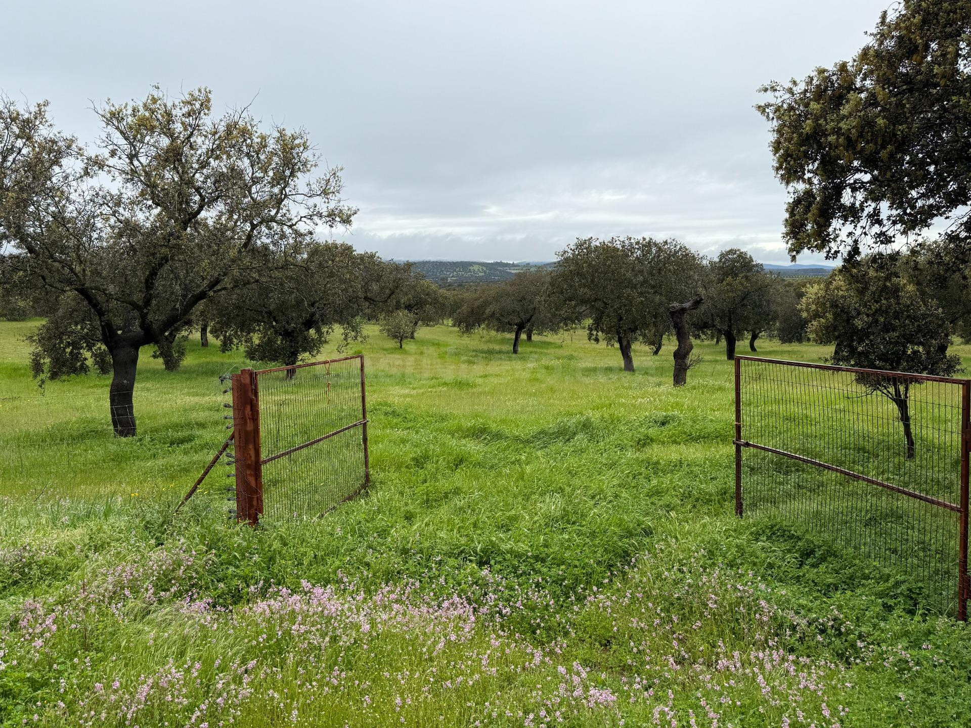 DEHESA EL ALFILEJO – ALCARACEJOS