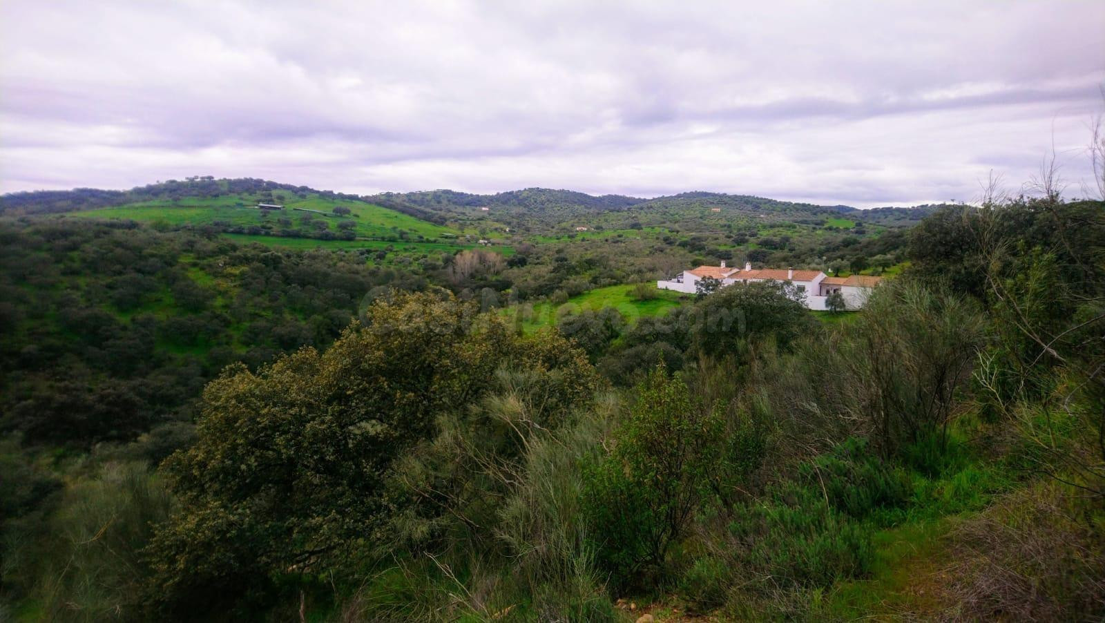 ¡Oportunidad Única! Finca con Olivar y Vivienda en Villanueva del Rey