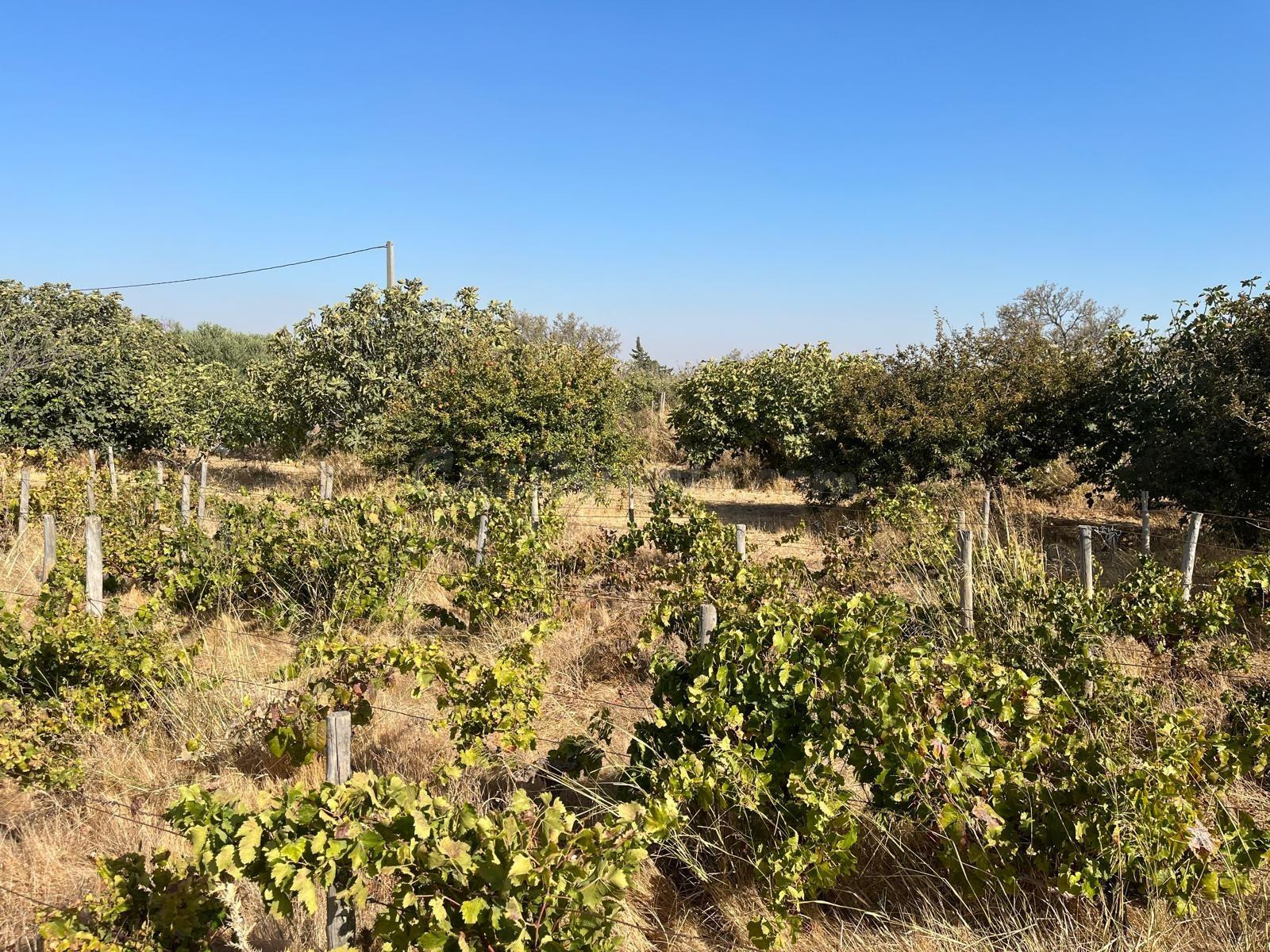 TERRENO RÚSTICO SEGREGADO de 3.000 m2 – Zona El Marquesado (Puerto Real)