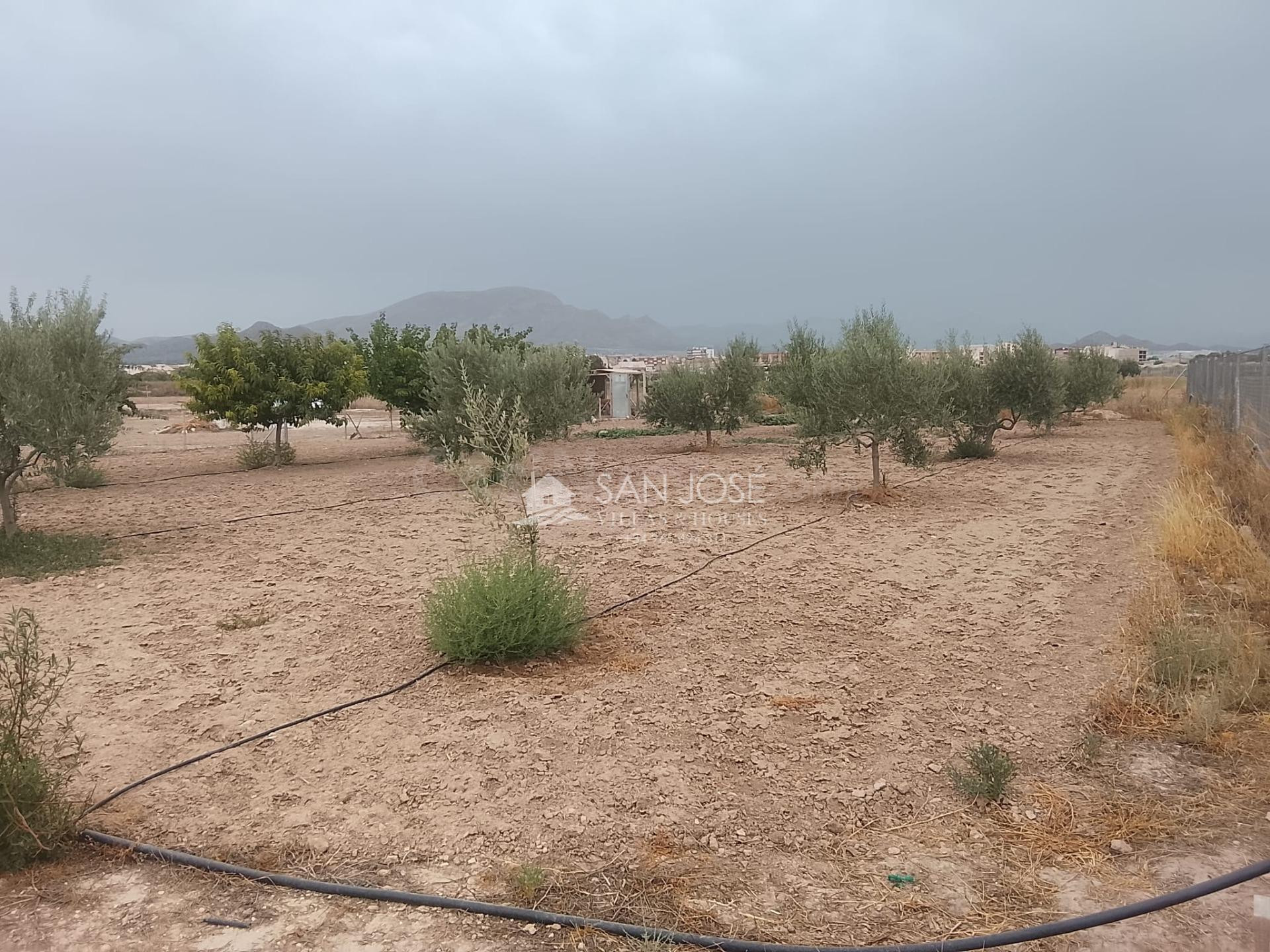 PARCELA DE 3.900 M2 AL LADO DE MONFORTE DEL CID, TIENE MOBILE HOME, BARBACOA Y TRASTERO
