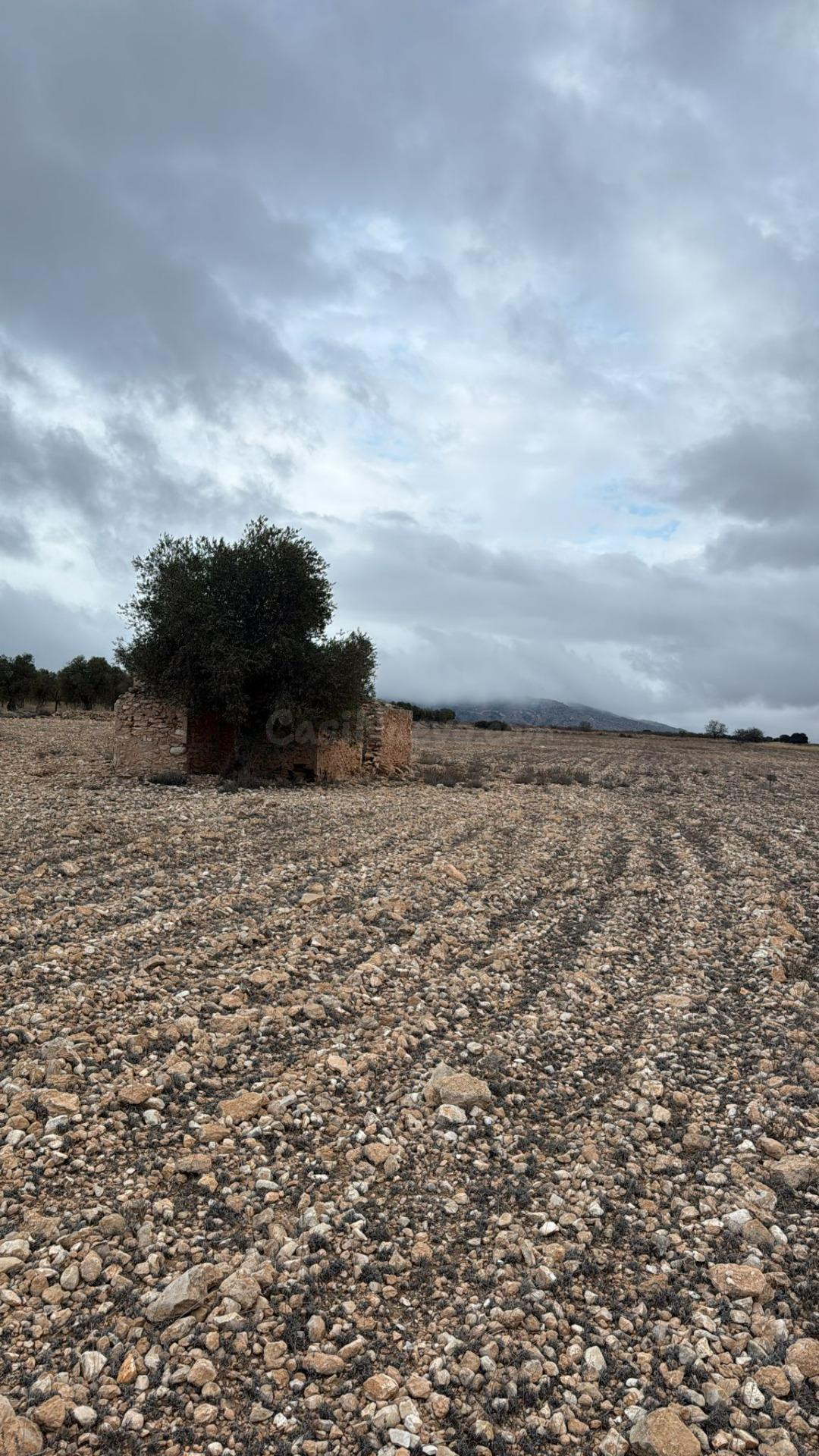 Amplio terreno en Yecla con caseta: naturaleza, espacio y múltiples posibilidades