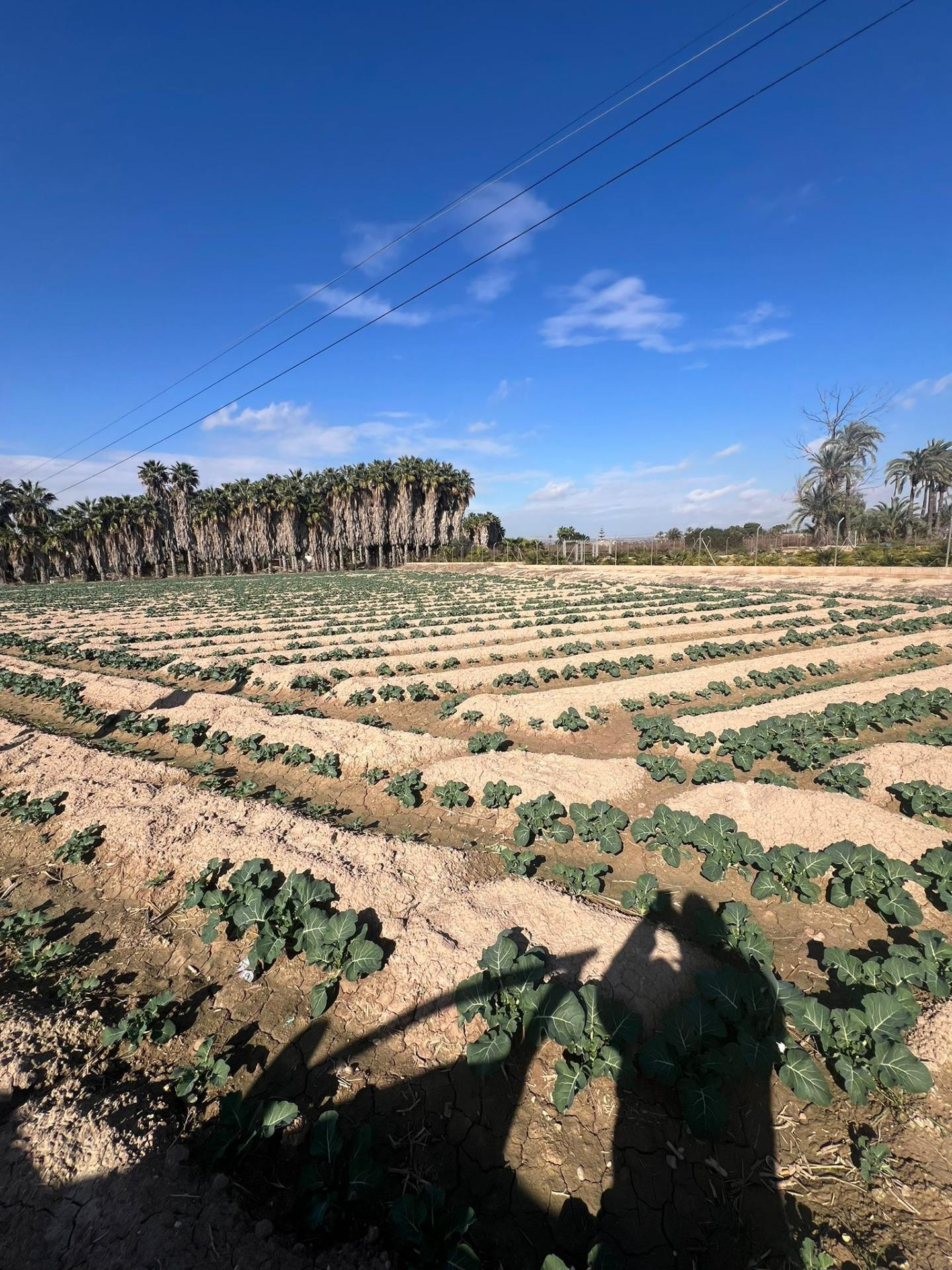 Se vende parcela rústica en Elche – Partida de Pusol