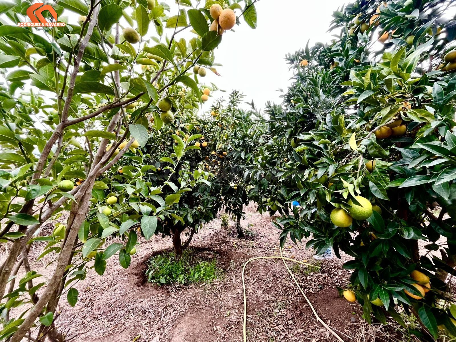 Oportunidad única: Dos viviendas independientes en una finca con encanto