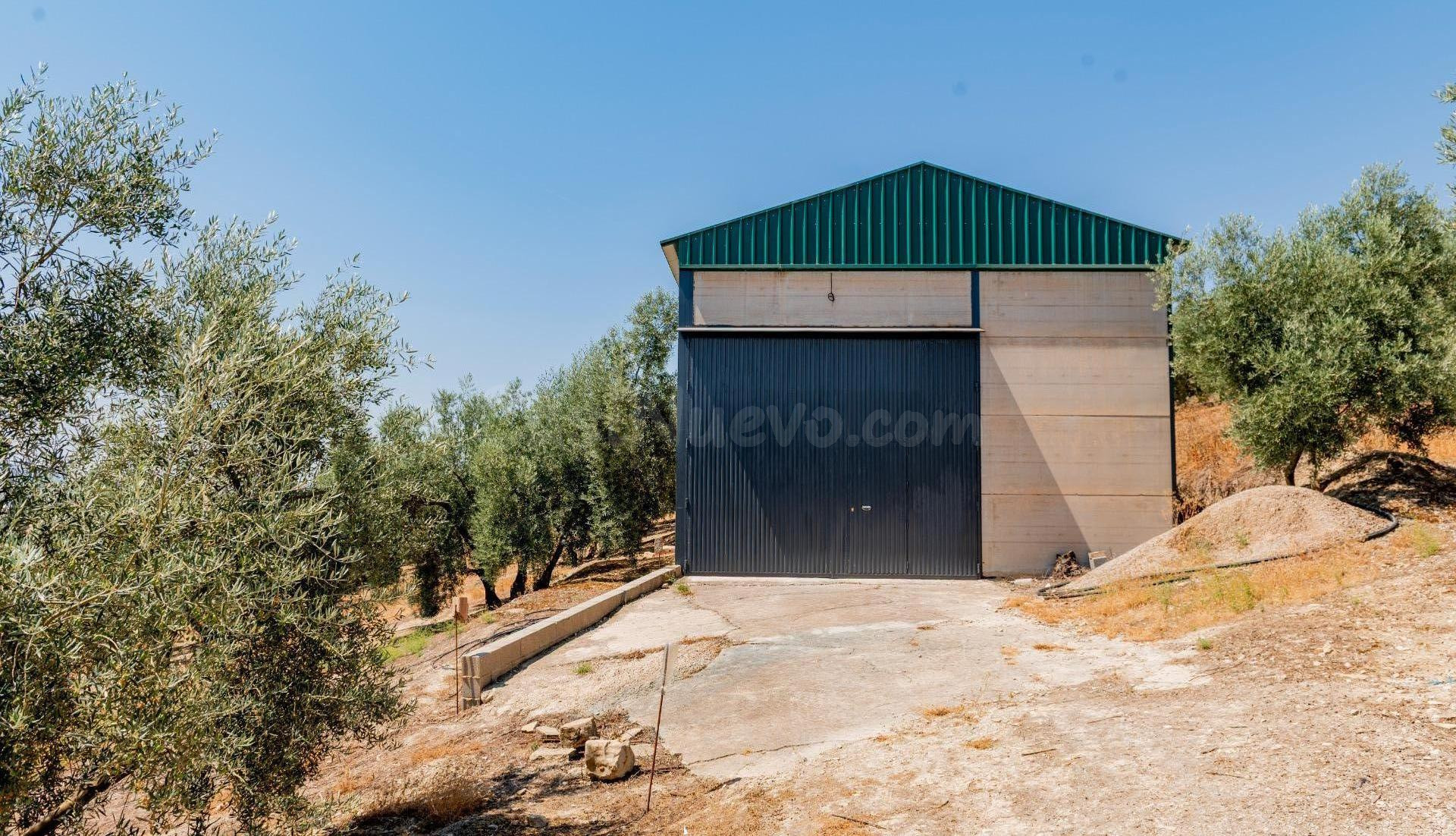 Oportunidad: finca con olivar, con nave de aperos, agua, luz y acceso asfaltado a solo 8 km del pueblo