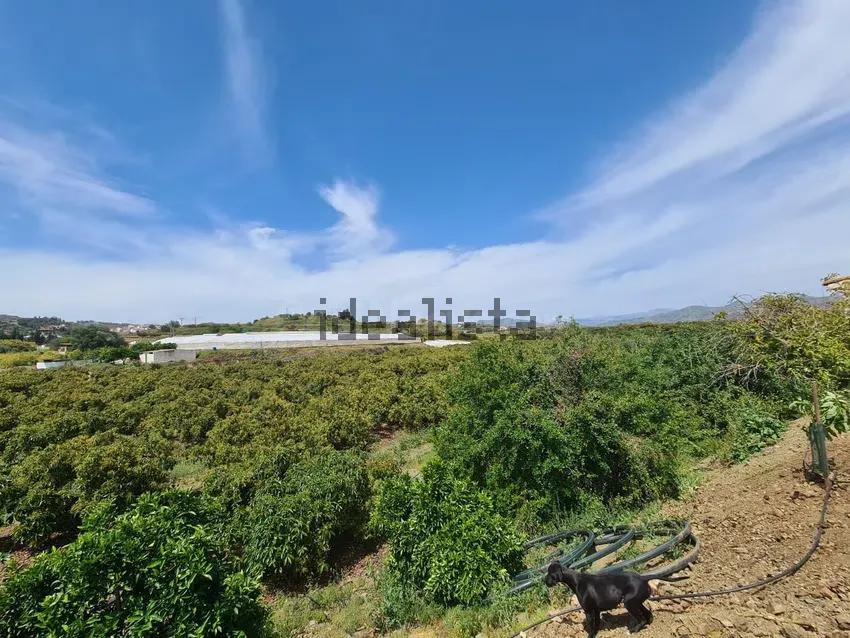 Terreno de 51.686 m2 de Plantación de Aguacates con vivienda de 96m2 en Diseminado Cabrillas, Vélez - Malaga