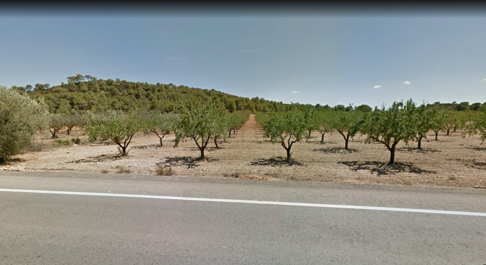 Venta de Finca Rústica en Casinos: Almendros en Producción y Acceso Privilegiado