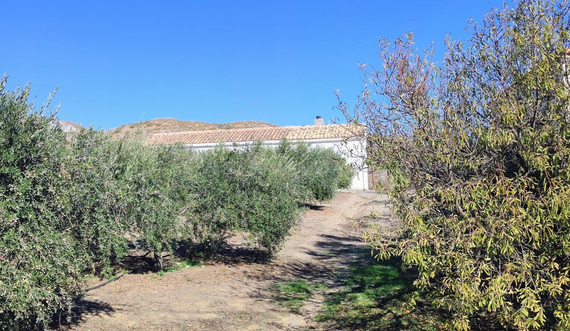 MACAEL ( ALMERÍA ). VENTA DE CASA DE CAMPO DE UNA PLANTA CON TERRENO.