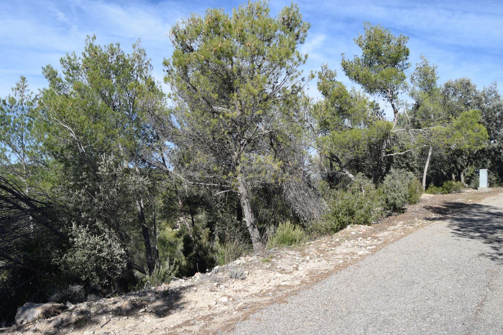 PARCELA CON VISTAS AL VALLE DEL TAJO - foto 5