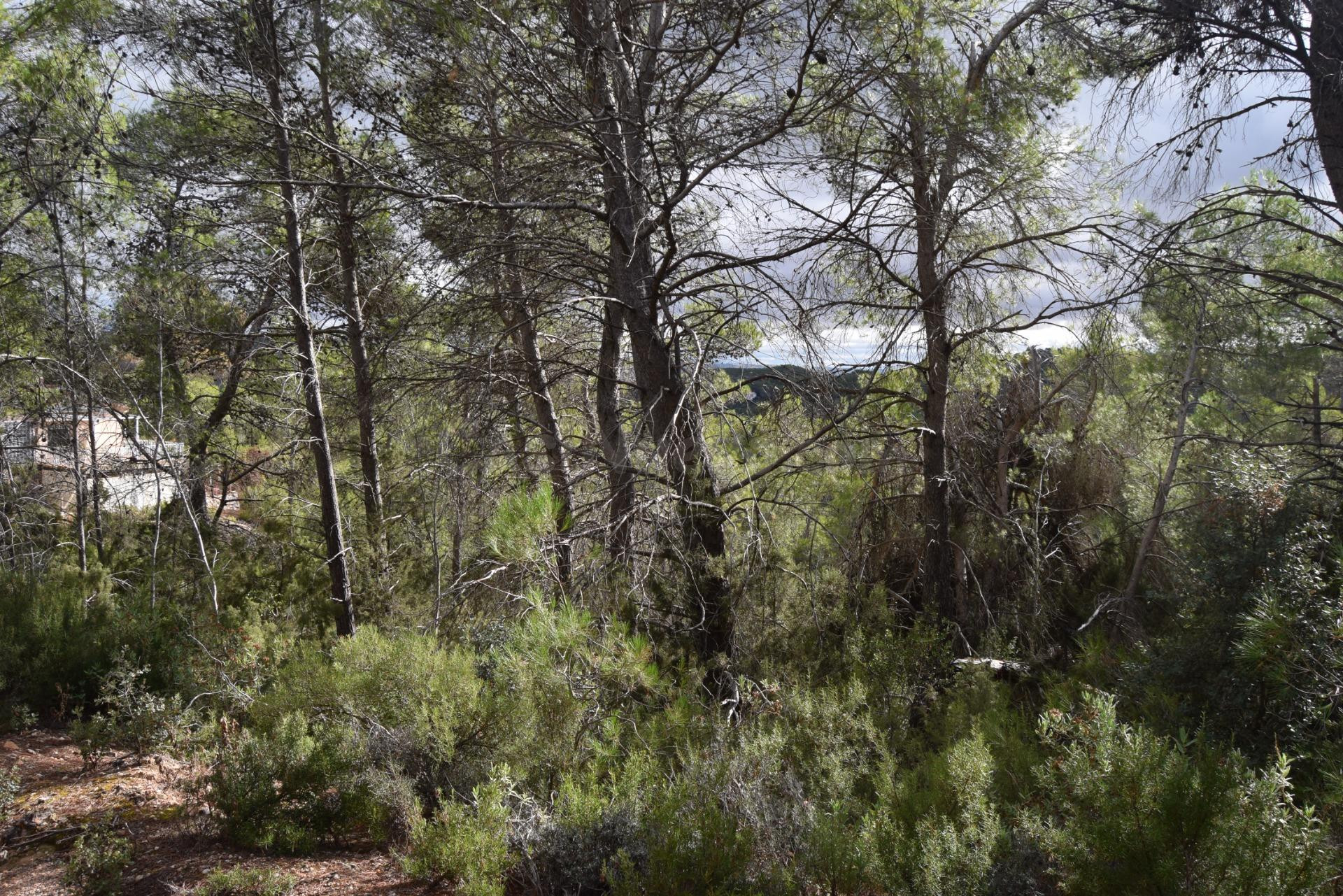 PARCELA CON VISTAS - foto 4