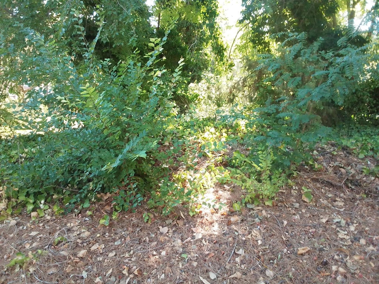 Tegeisa vende dos parcelas llanas, disponibles juntas o por  - foto 2