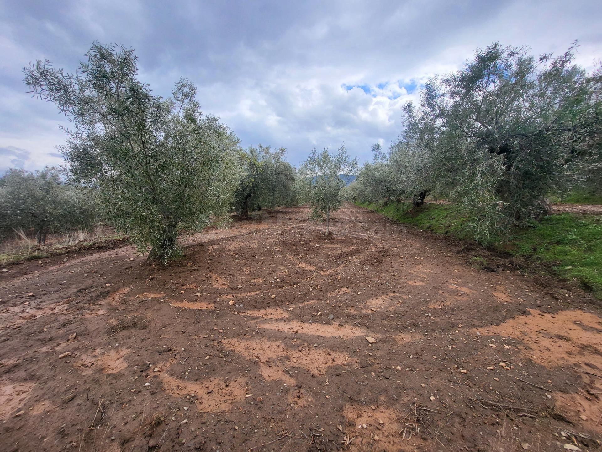 SE VENDE PARCELA DE OLIVOS EN EL CAMPILLO Y UN HUERTO EN EL PUEBLO CON FRUTALES