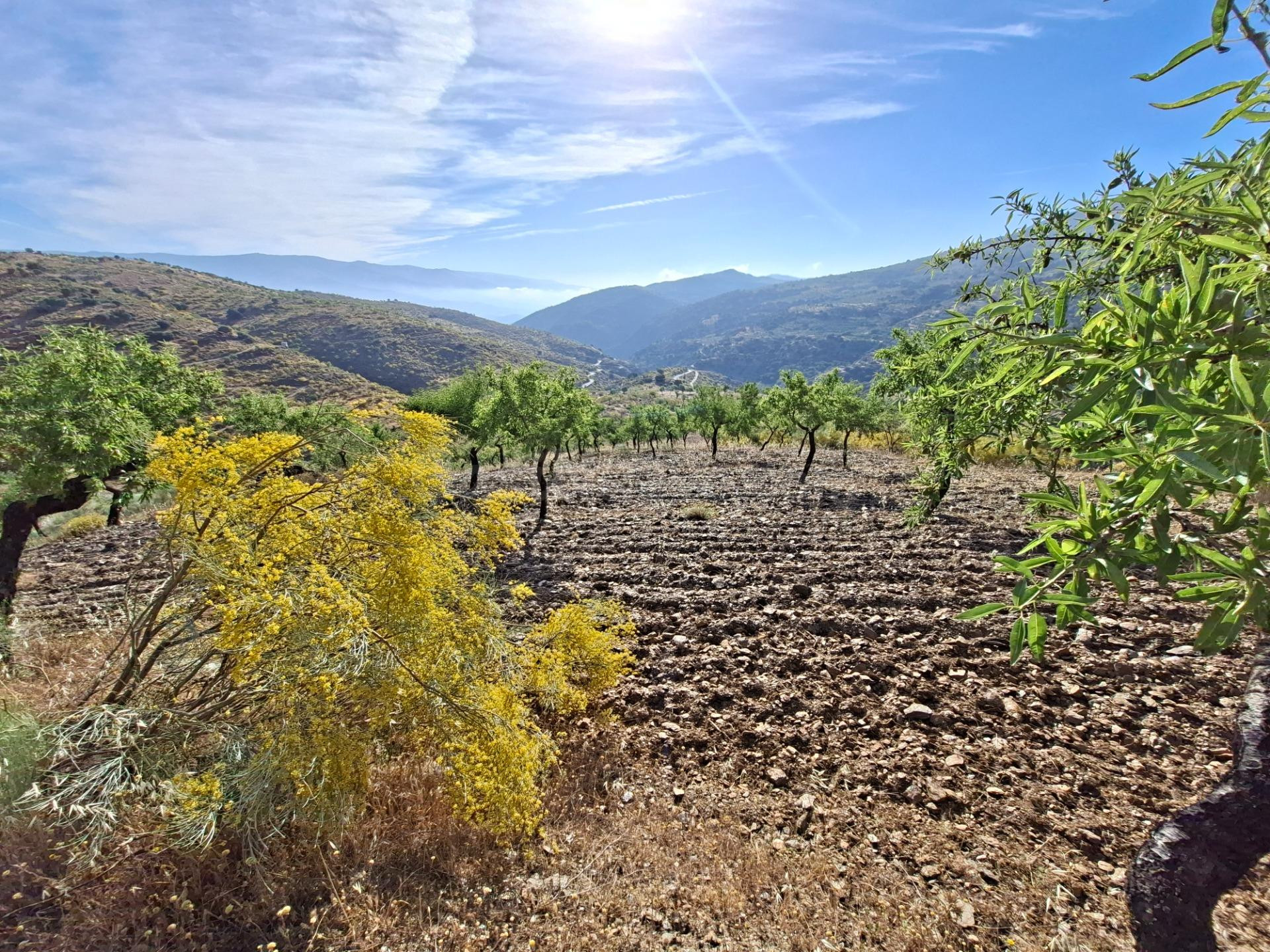 SE VENDE FINCA DE SECANO DE ALMENDROS EN ABRUCENA EN PLENA SIERRA NEVADA