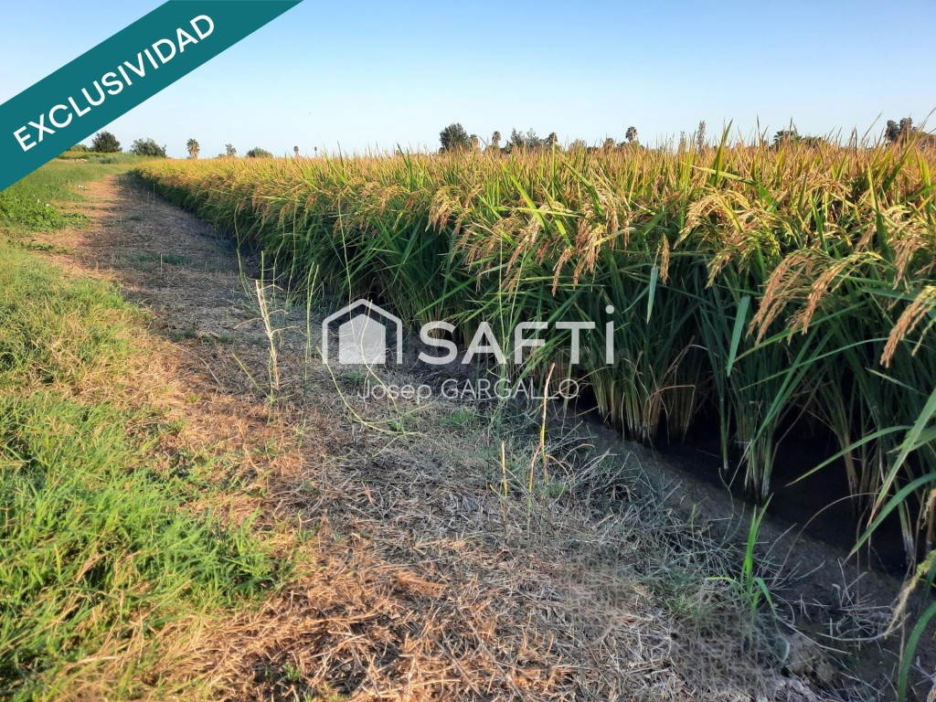 Arrozal de 9.411 m² en Amposta, Partida Senyora - foto 4