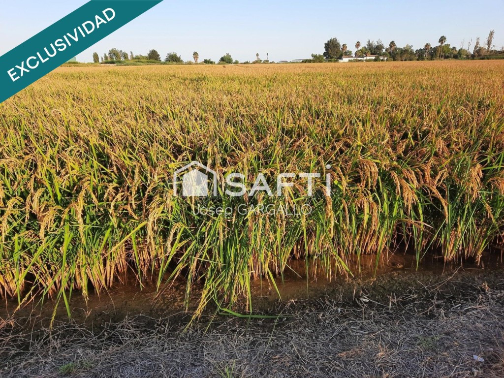 Arrozal de 9.411 m² en Amposta, Partida Senyora - foto 5