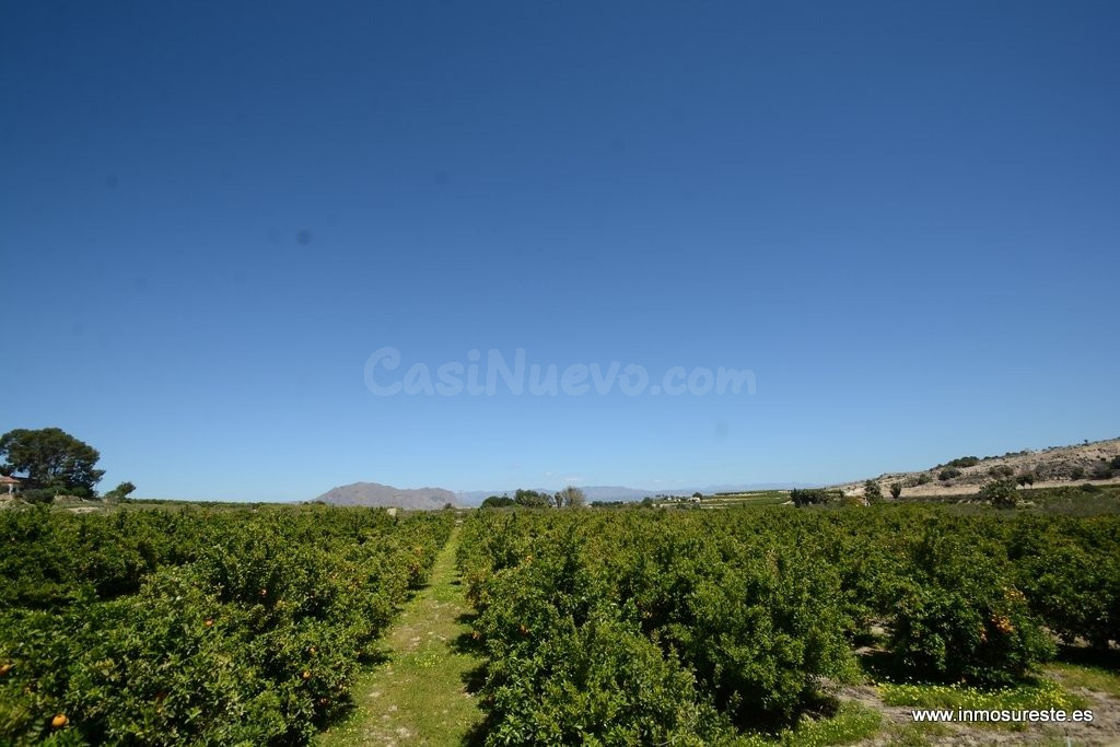 ¡¡ GRAN OPORTUNIDAD !! Finca rústica plantada de naranjos en Jacarilla, 40.000 m2. de superficie.