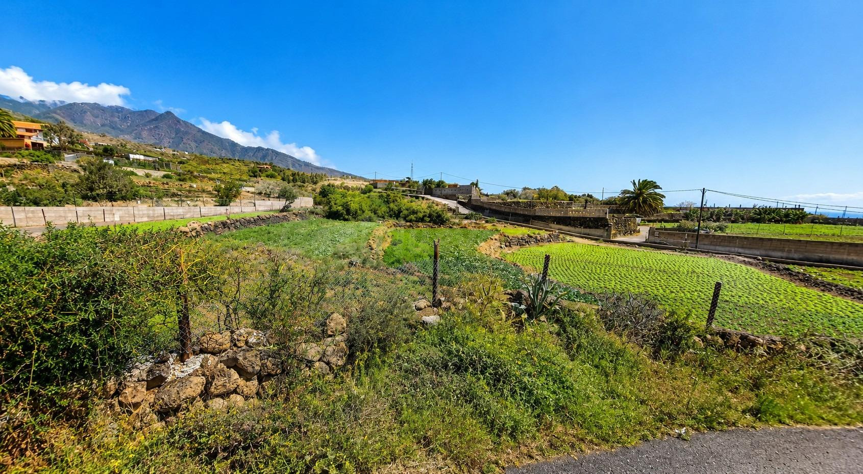 TINERCASA TE OFRECE FINCA RÚSTICA CON AGUACATES EN PRODUCCIÓN EN ARAFO – NATURALEZA, RENTABILIDAD Y TRANQUILIDAD EN UN SOLO LUGAR