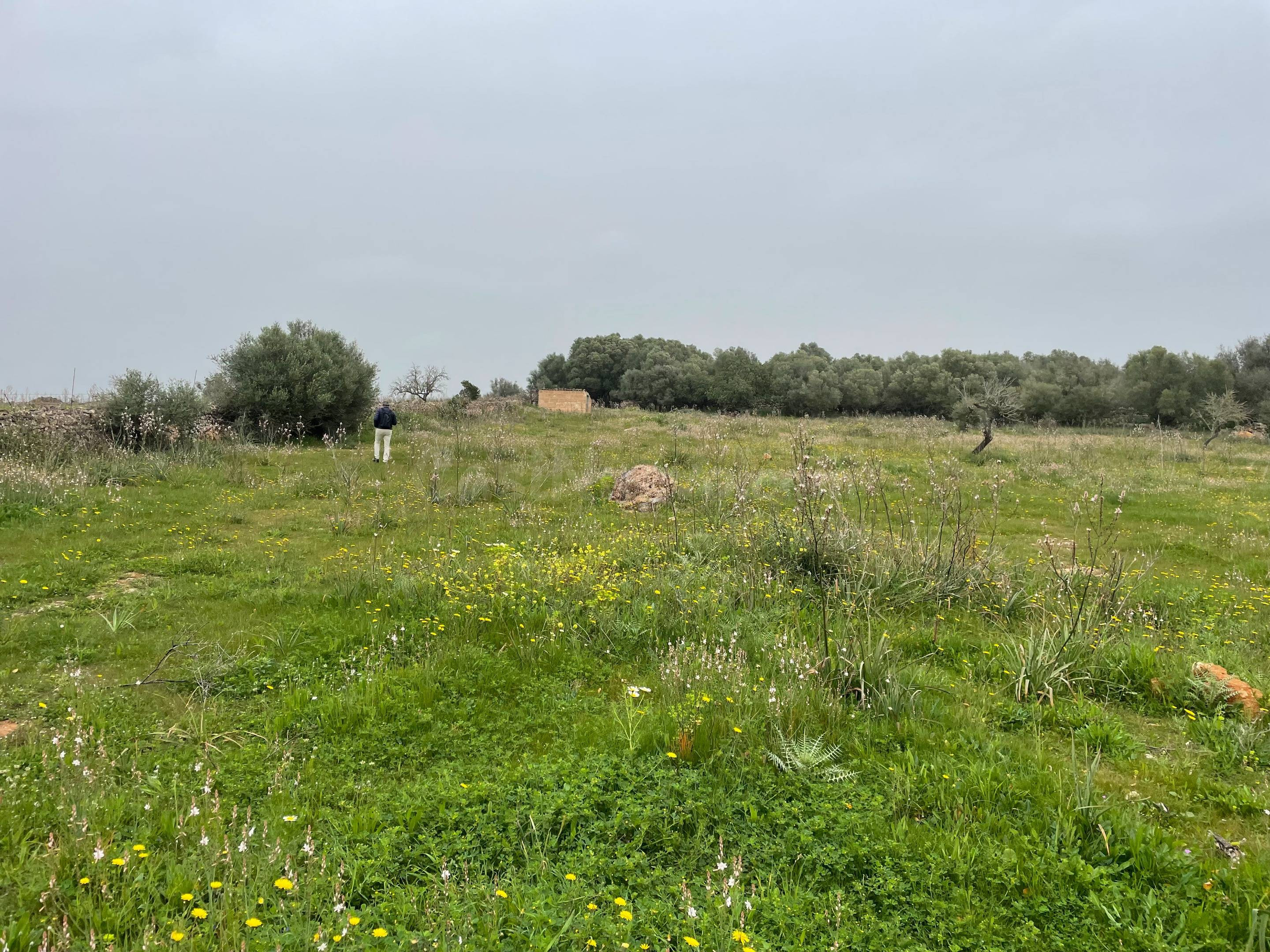 Finca rústica de 25.574 m2 con proyecto de vivienda y piscina en Santa Margalida