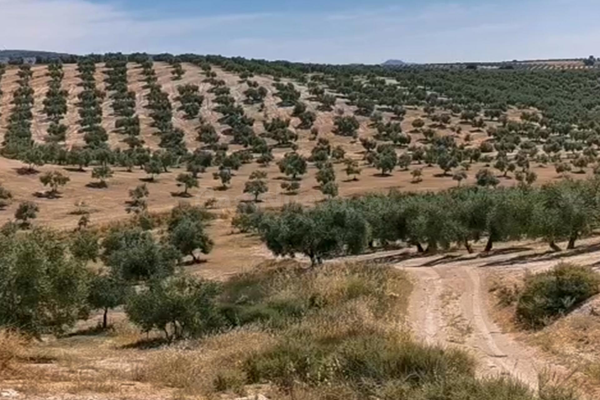 FINCA DE OLIVOS, HUELMA