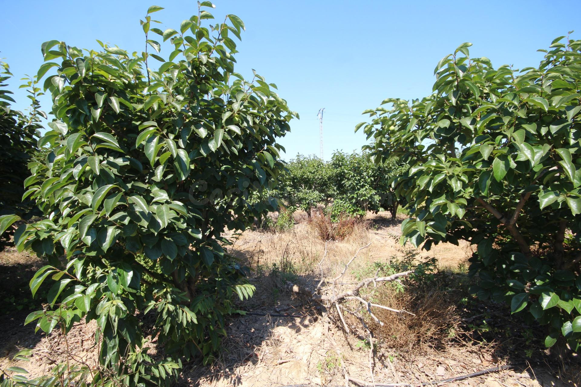MAGNÍFICA FINCA RÚSTICA DE MÁS DE 40.900 M2 CON EXPLOTACIÓN AGRÍCOLA EN FUNCIONAMIENTO, POZO PROPIO E INFORME URBANÍSTICO DISPONIBLE.