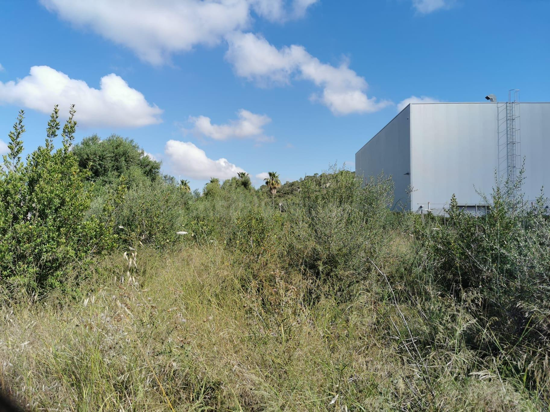 Finca Rústica en zona Ses Salines con proyecto edificación