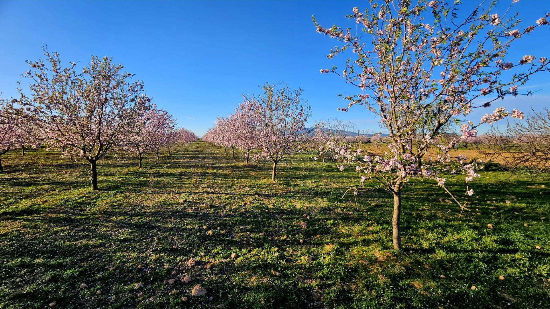 Se vende terreno rústico de 6.500 m2 en el término municipal de Fuente Álamo