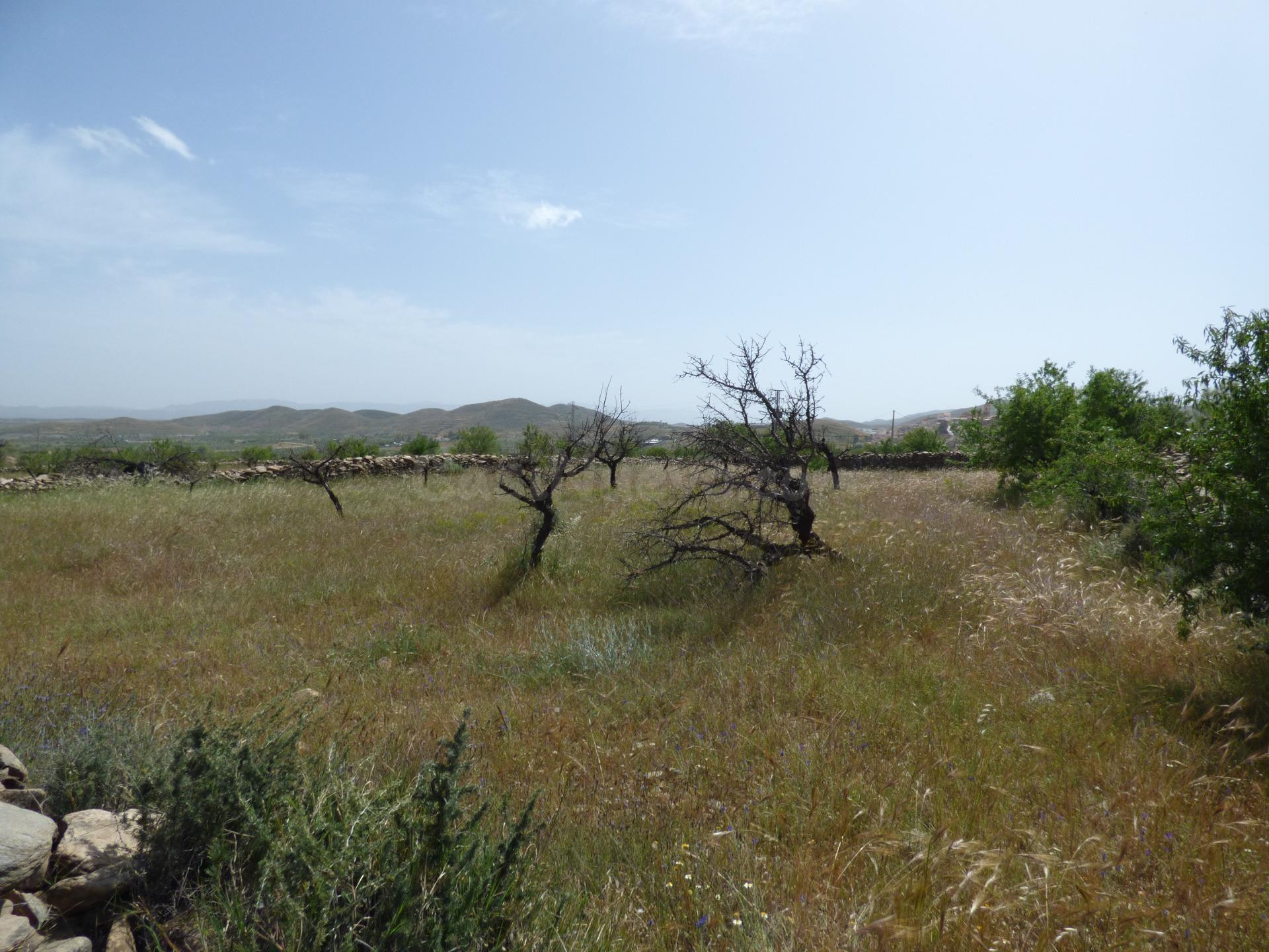Terreno rural en venta - Andalucia - foto 3