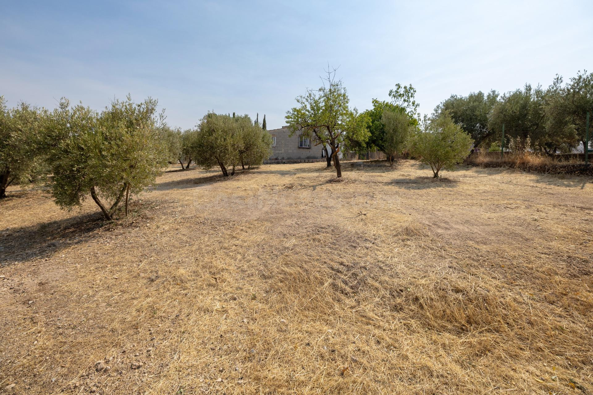 Encanto rústico con casita y olivos en Moraleja de Zafayona