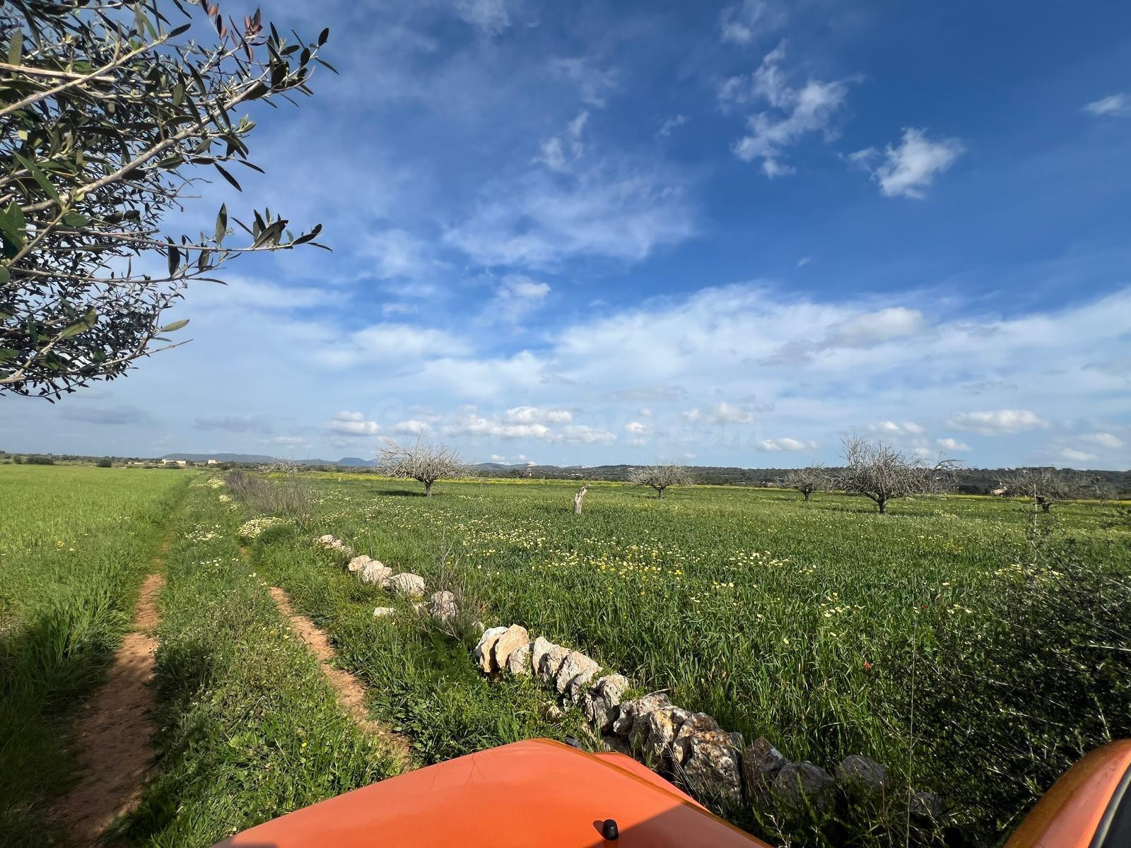 Terreno rústico edificable a 1,5 km de Campos con vistas despejadas